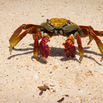An adult crab characterized by intense blue and red colors on its shell