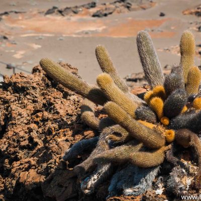 Lava cactus on Bartolome island