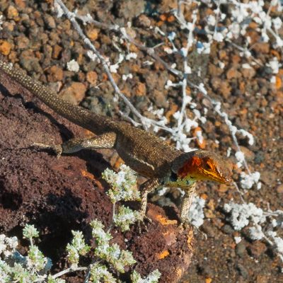 A Galápagos lava lizard