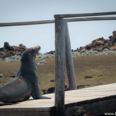 A Galápagos sea-lion contemplating a hike up the steps in Bartolomé 