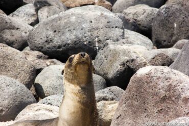 We are Galápagos and this is our story