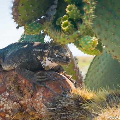 A hybrid iguana, a special in Galápagos, born out of breeding between a male marine iguana and a female land iguana 