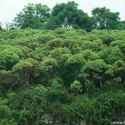 Scalesia trees, which gives a shrub like impression from a distance