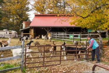 A passion for cheese in the Berkshires