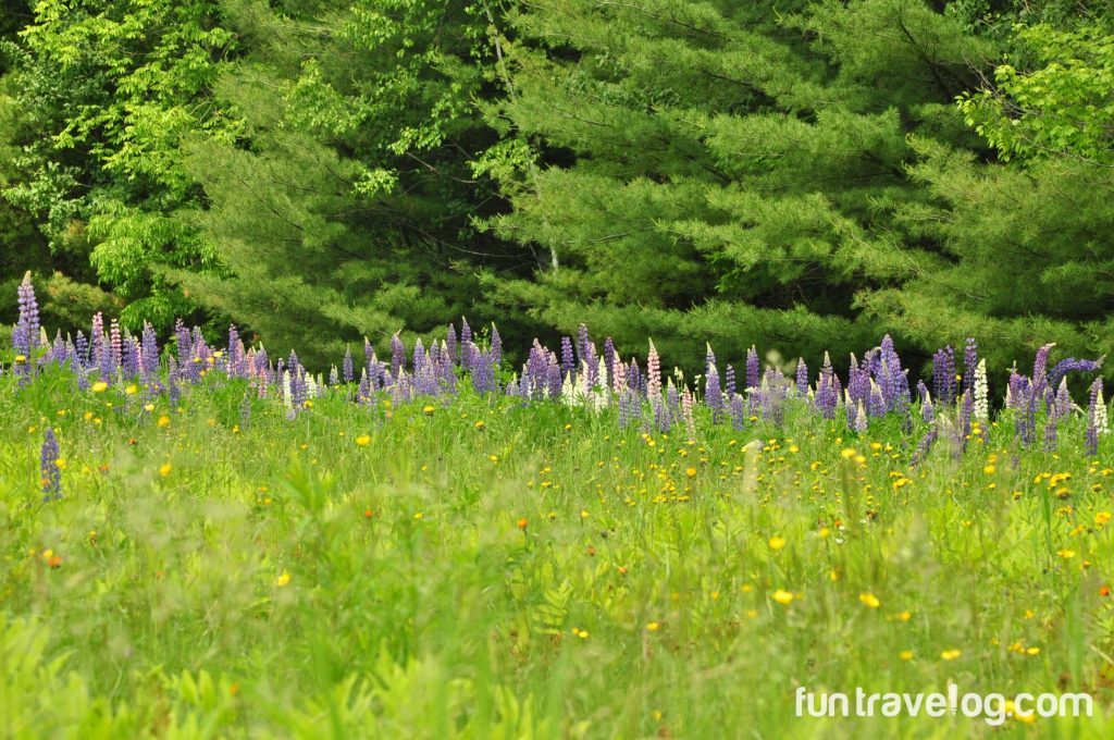 The beauty of Lupine Festival in New Hampshire, a 2-hr drive from Boston