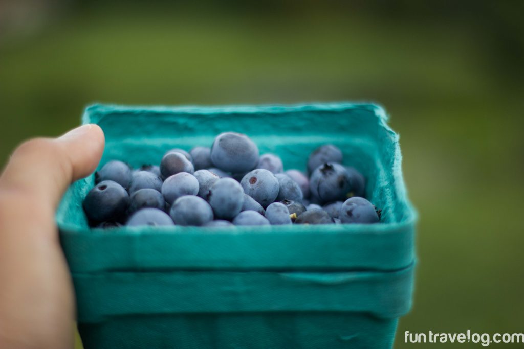 Story of a Blueberry Farm in Vermont