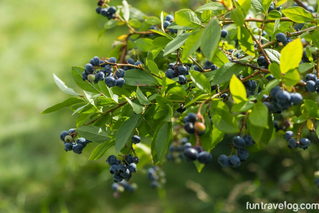 Story of a Blueberry Farm in Vermont