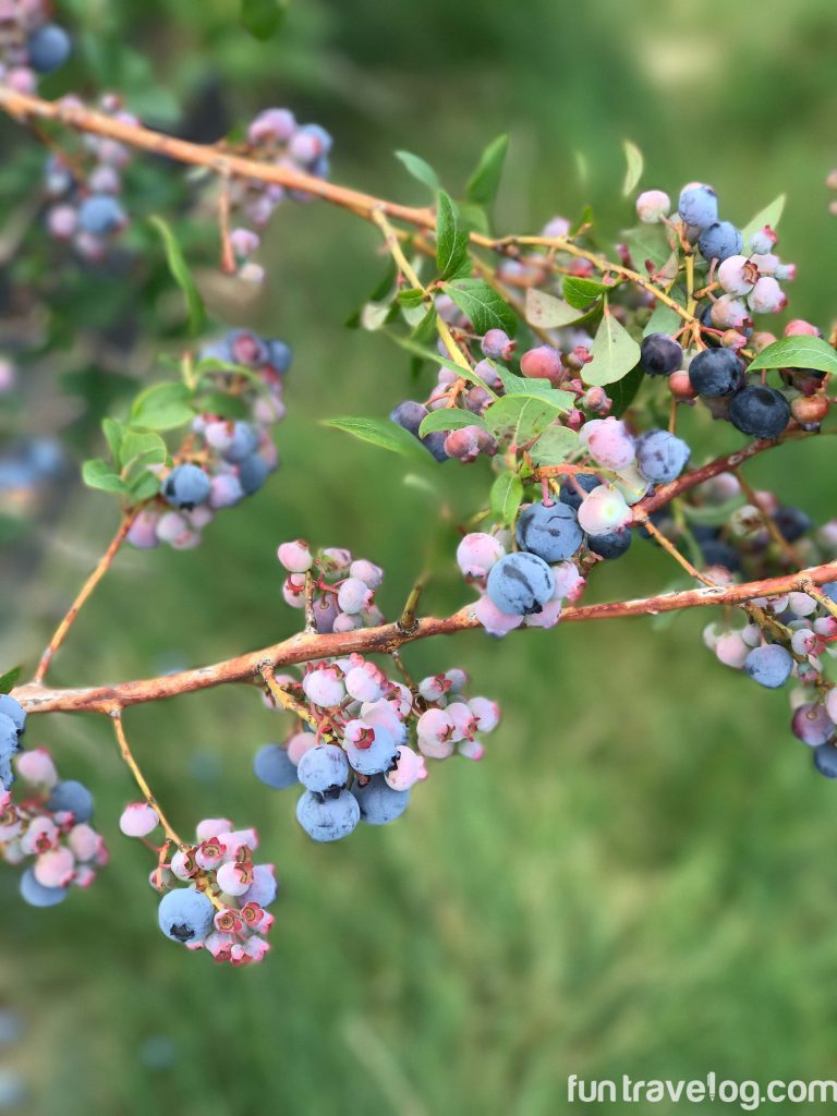 Story of a Blueberry Farm in Vermont