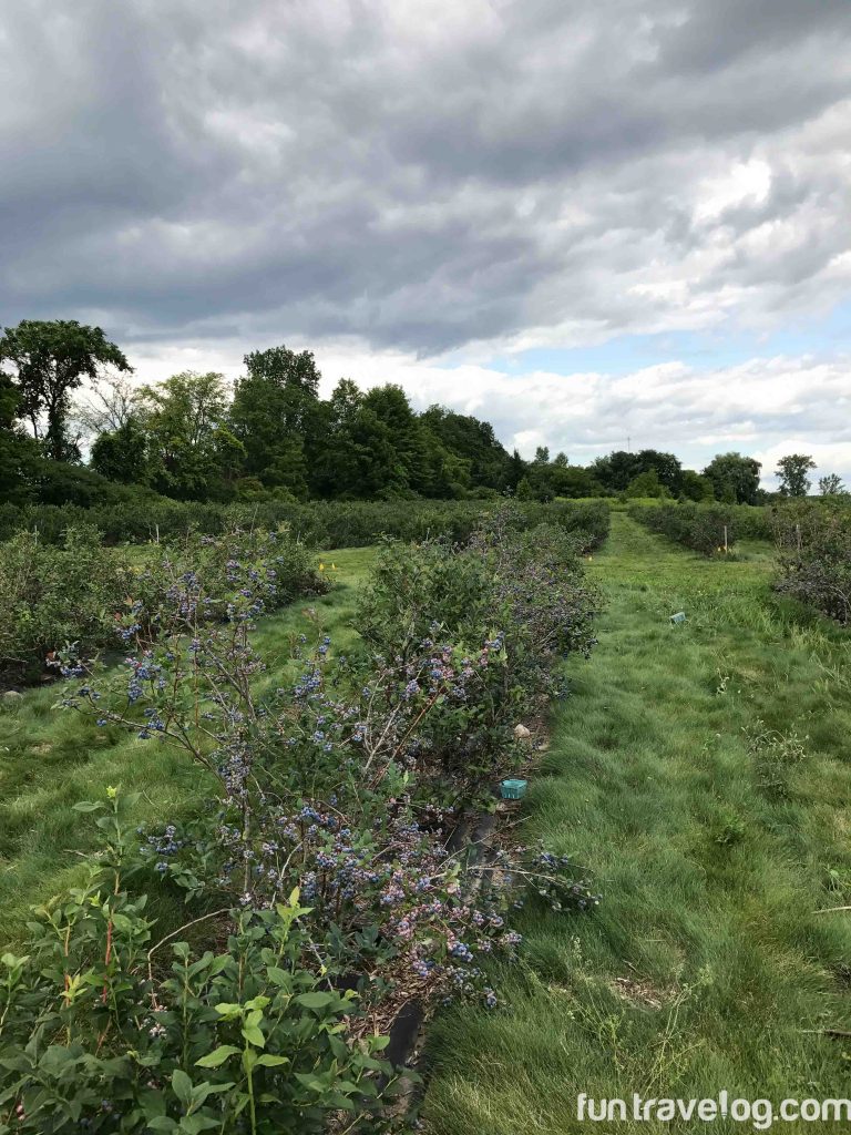 Story of a Blueberry Farm in Vermont
