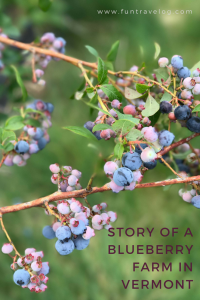 blueberry-farm-vermont