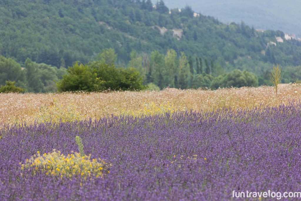 Provence-16