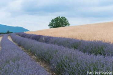How to explore the lavender fields of Provence