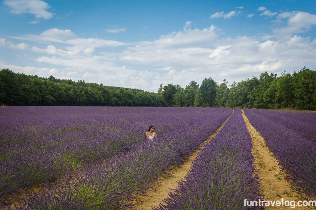 lavender-1