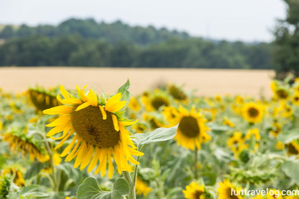 sunflower-1