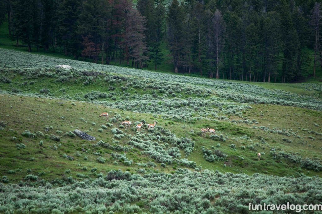 Epic Yellowstone National Park drives: Lamar Valley 