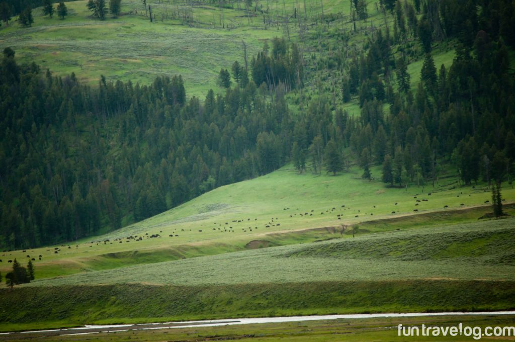 Epic Yellowstone National Park drives: Lamar Valley 
