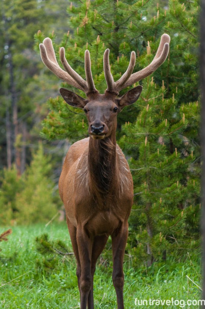 Epic Yellowstone National Park drives: Elk
