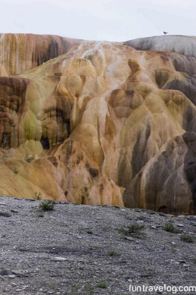 Epic Yellowstone National Park drives: Mammoth Hot Springs