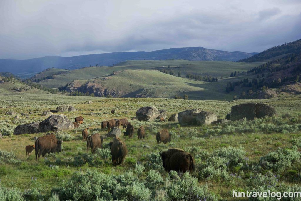 Epic Yellowstone National Park drives: Roosevelt