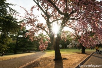 Chasing magical sakura in Japan