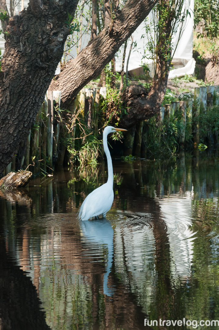 Xochimilco-7