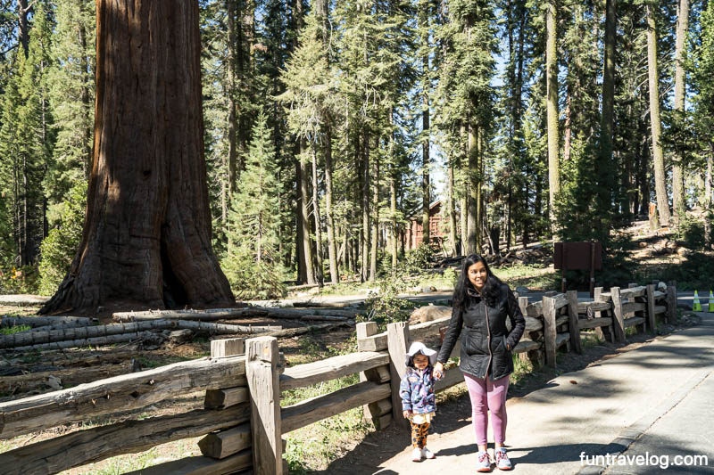 Walking inside Sequoia National Park with our toddler