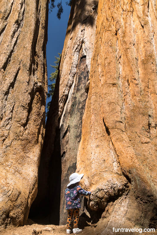 Our toddler exploring the Parker Group Sequoias