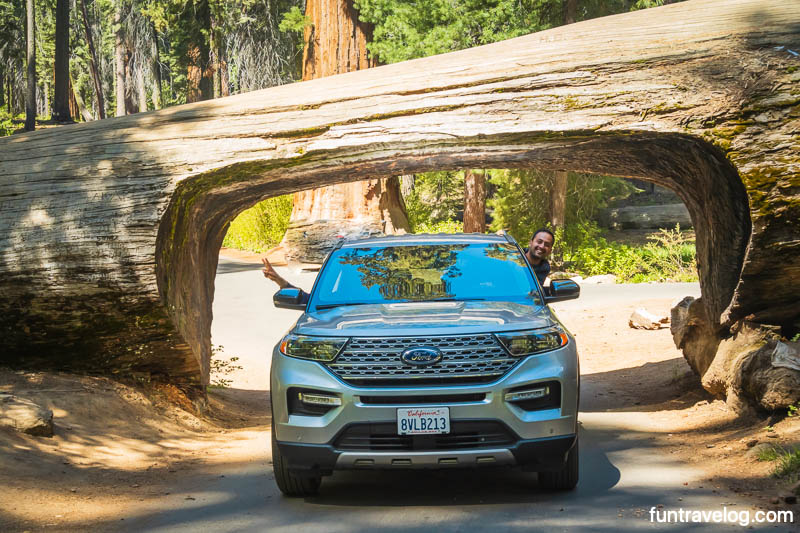 Driving our car through Tunnel Log, Sequoia National Park