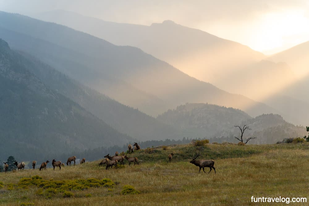 elk in rocky mountain national park