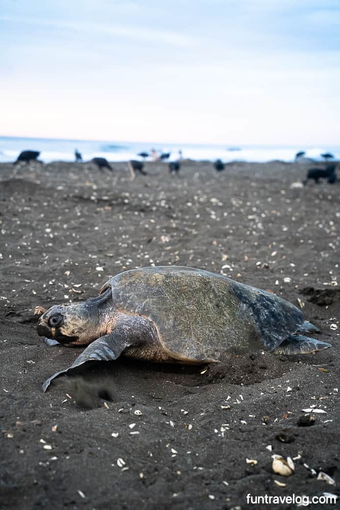 Sea turtles in Costa Rica