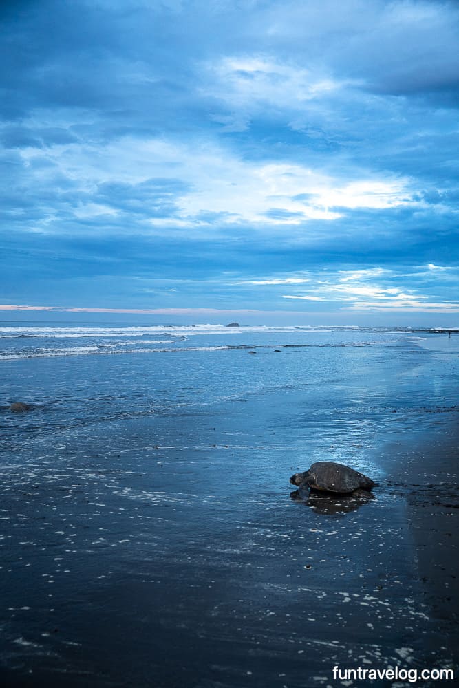 Turtles in Costa Rica returning to the ocean after laying eggs