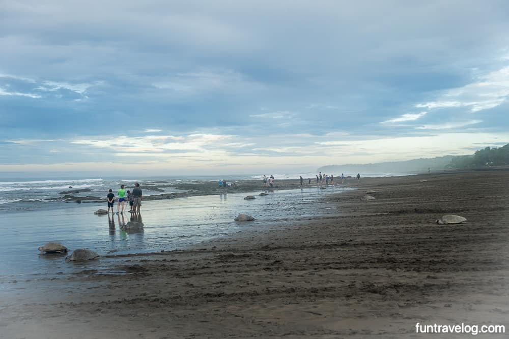 Turtles on the beach in Ostional Costa Rica